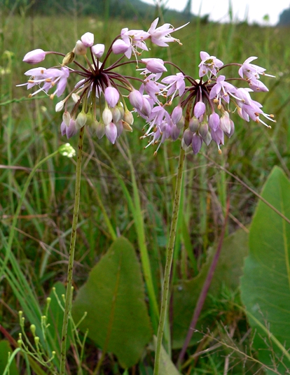 {Allium stellatum}